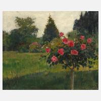 Rosenstock im Garten111