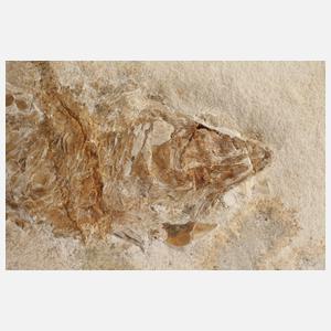 Fossilienplatte