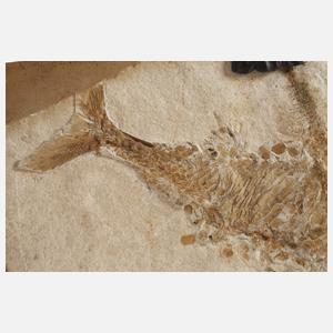 Fossilienplatte
