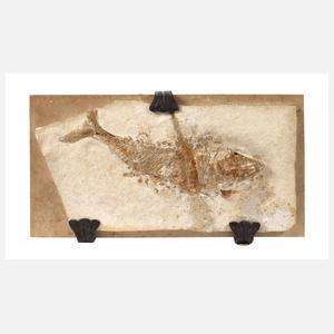 Fossilienplatte