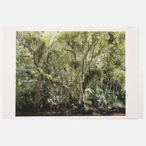 Thomas Struth, "Juquehy"