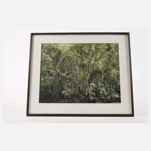 Thomas Struth, "Juquehy"