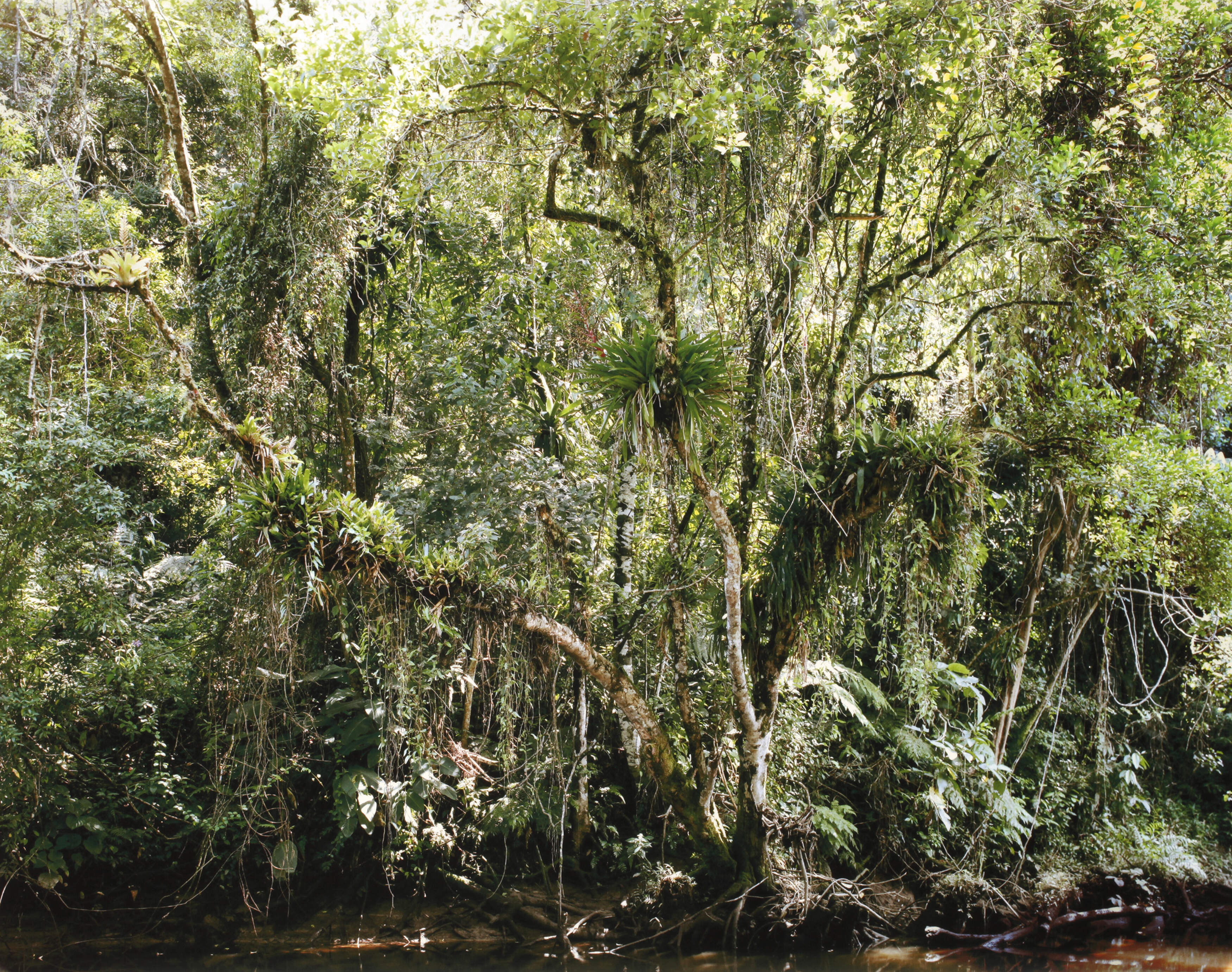 Thomas Struth, "Juquehy"