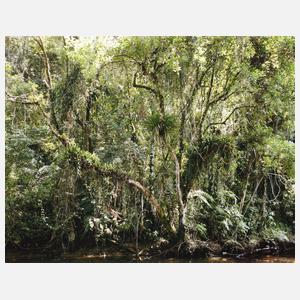 Thomas Struth, "Juquehy"