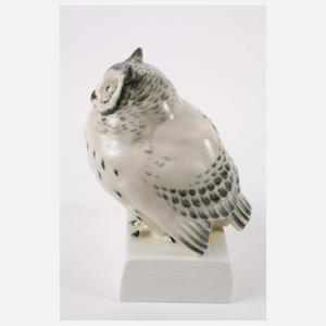 Pirkenhammer Böhmen Waldohreule