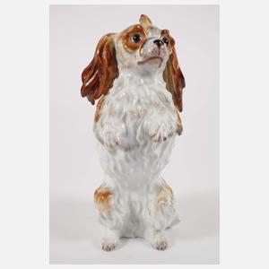 Meissen "Bologneser Hund, aufrecht"