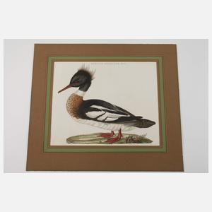 Cornelius Nozeman, Mittelsäger