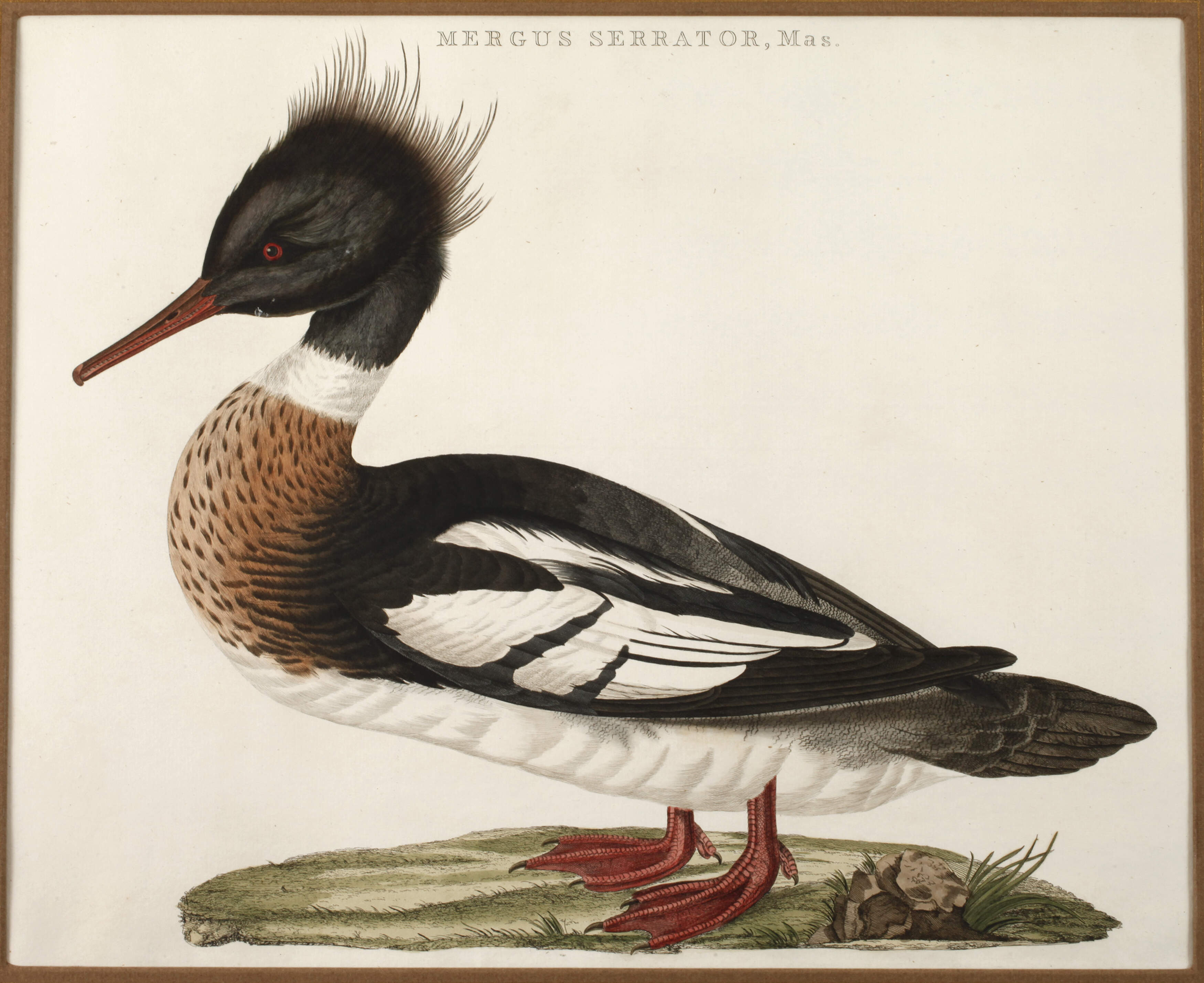 Cornelius Nozeman, Mittelsäger