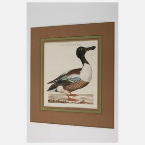 Cornelius Nozeman, Löffelente