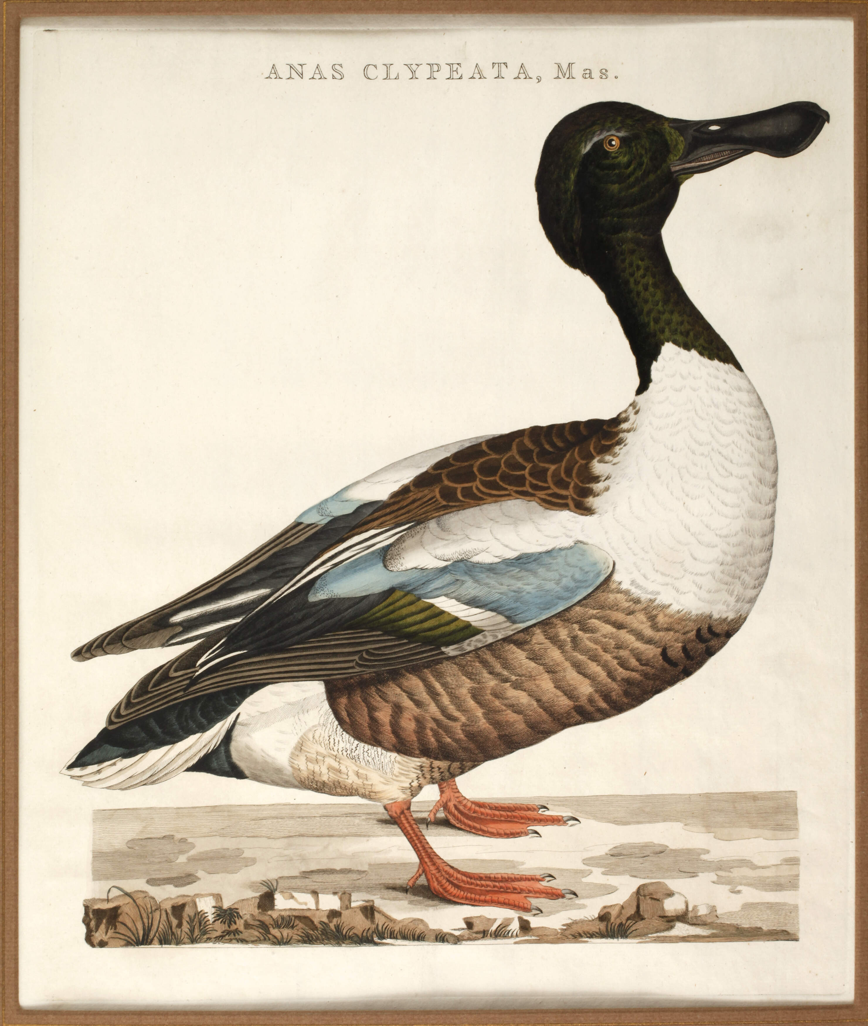 Cornelius Nozeman, Löffelente