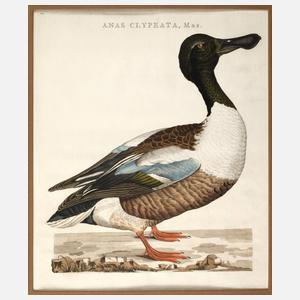 Cornelius Nozeman, Löffelente