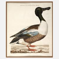 Cornelius Nozeman, Löffelente111