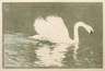 Carl Tiehmann, "Schwan"