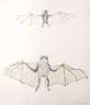 Kiki Smith, "Bat"