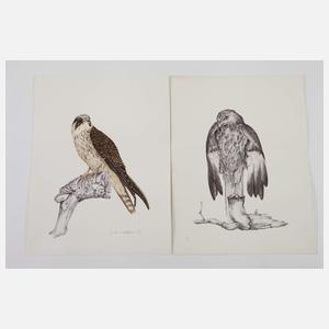 Gundram Holdgrün, Konvolut Vogeldarstellungen