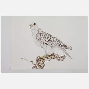 Gundram Holdgrün, Konvolut Vogeldarstellungen