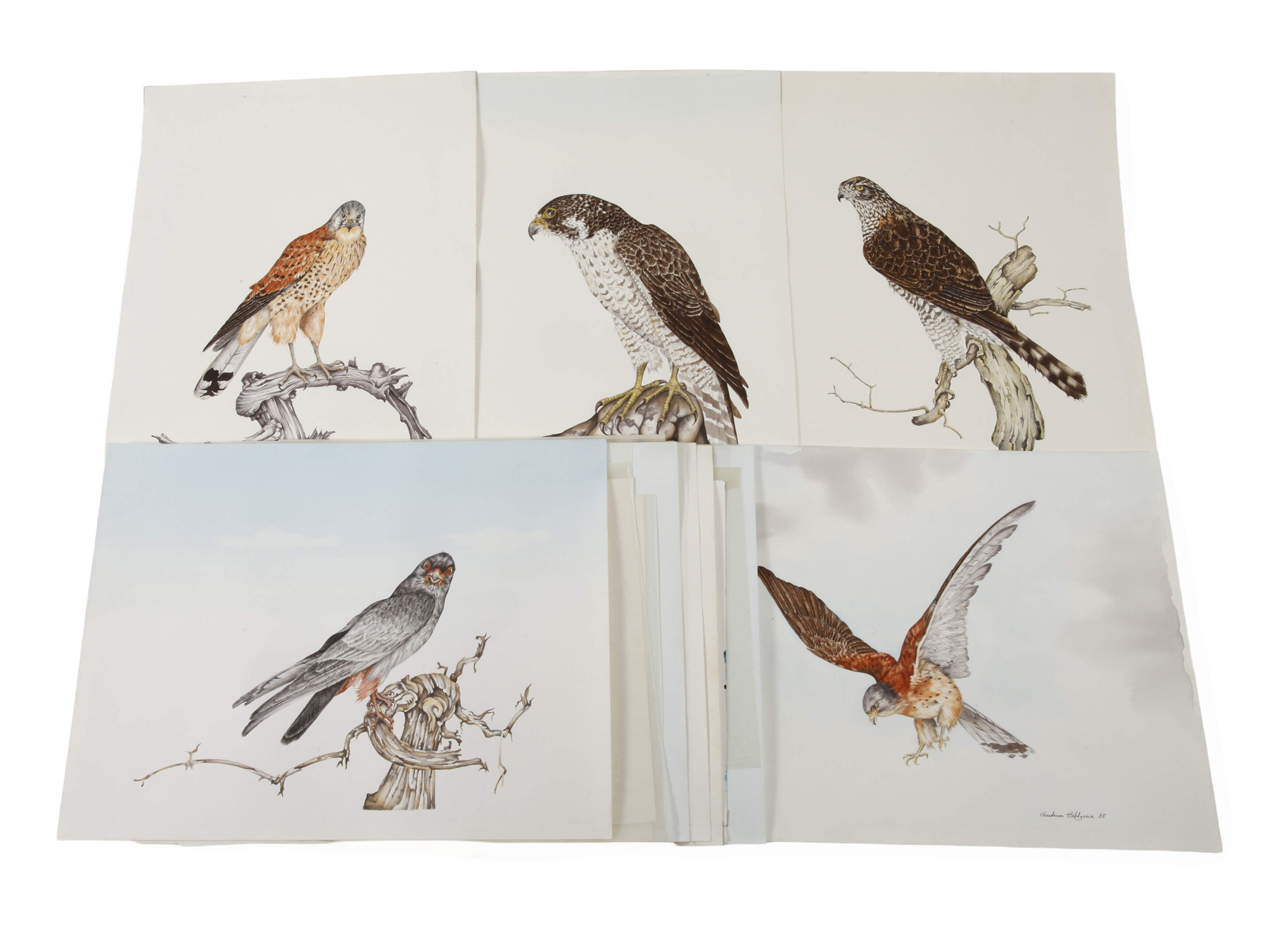 Gundram Holdgrün, Konvolut Vogeldarstellungen