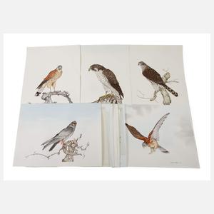 Gundram Holdgrün, Konvolut Vogeldarstellungen