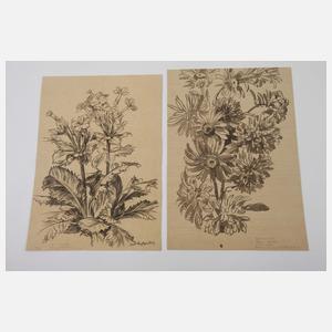 Curt Großpietsch, Konvolut Pflanzendarstellungen