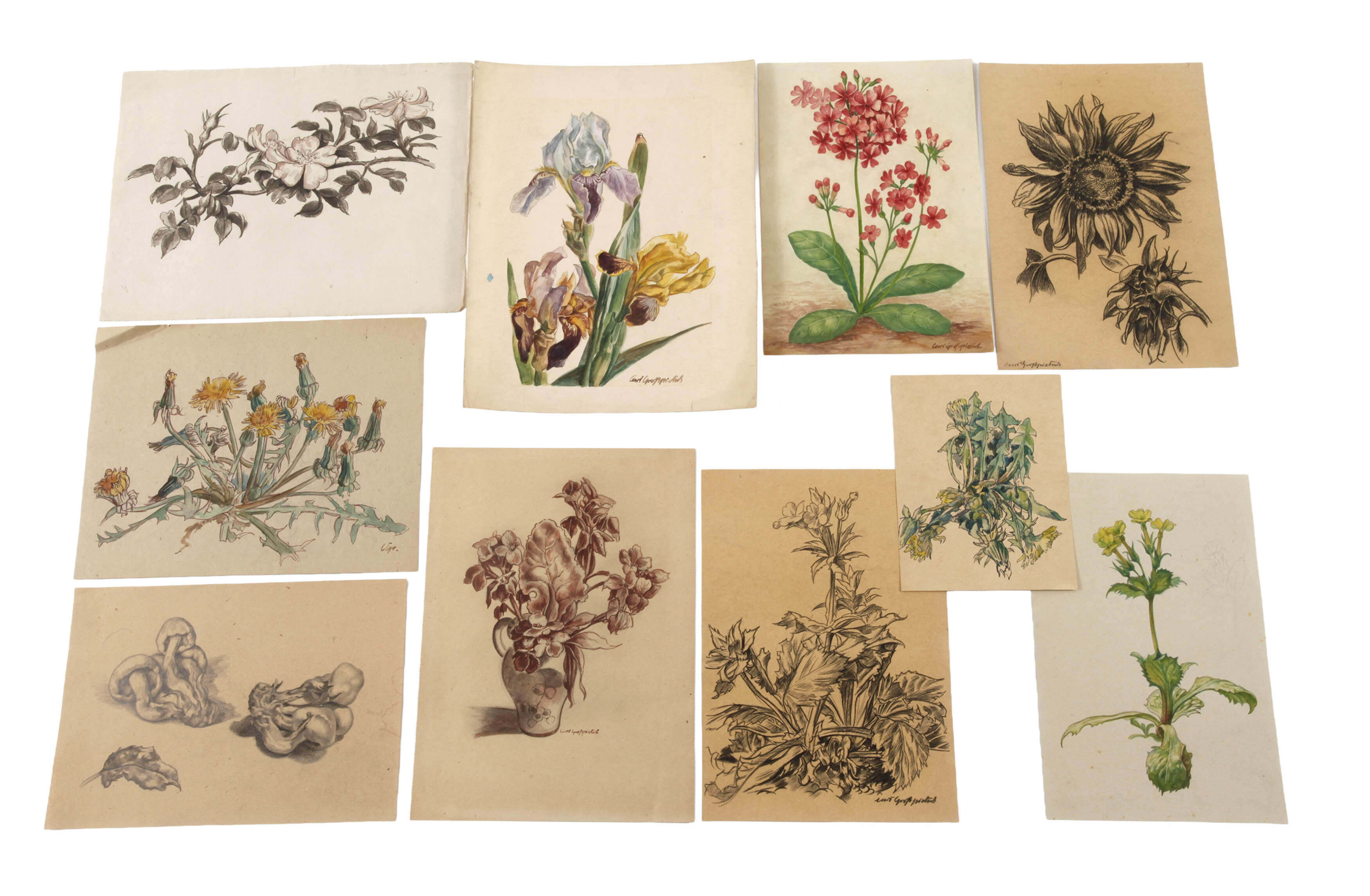 Curt Großpietsch, Konvolut Pflanzendarstellungen