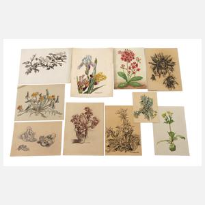 Curt Großpietsch, Konvolut Pflanzendarstellungen