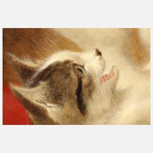 Katzenmutter mit Jungen