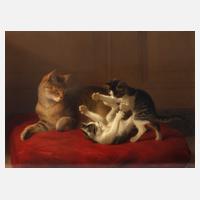 Katzenmutter mit Jungen111