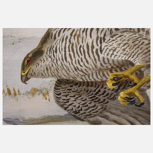 Friedrich Reimann, Habicht eine Stockente jagend