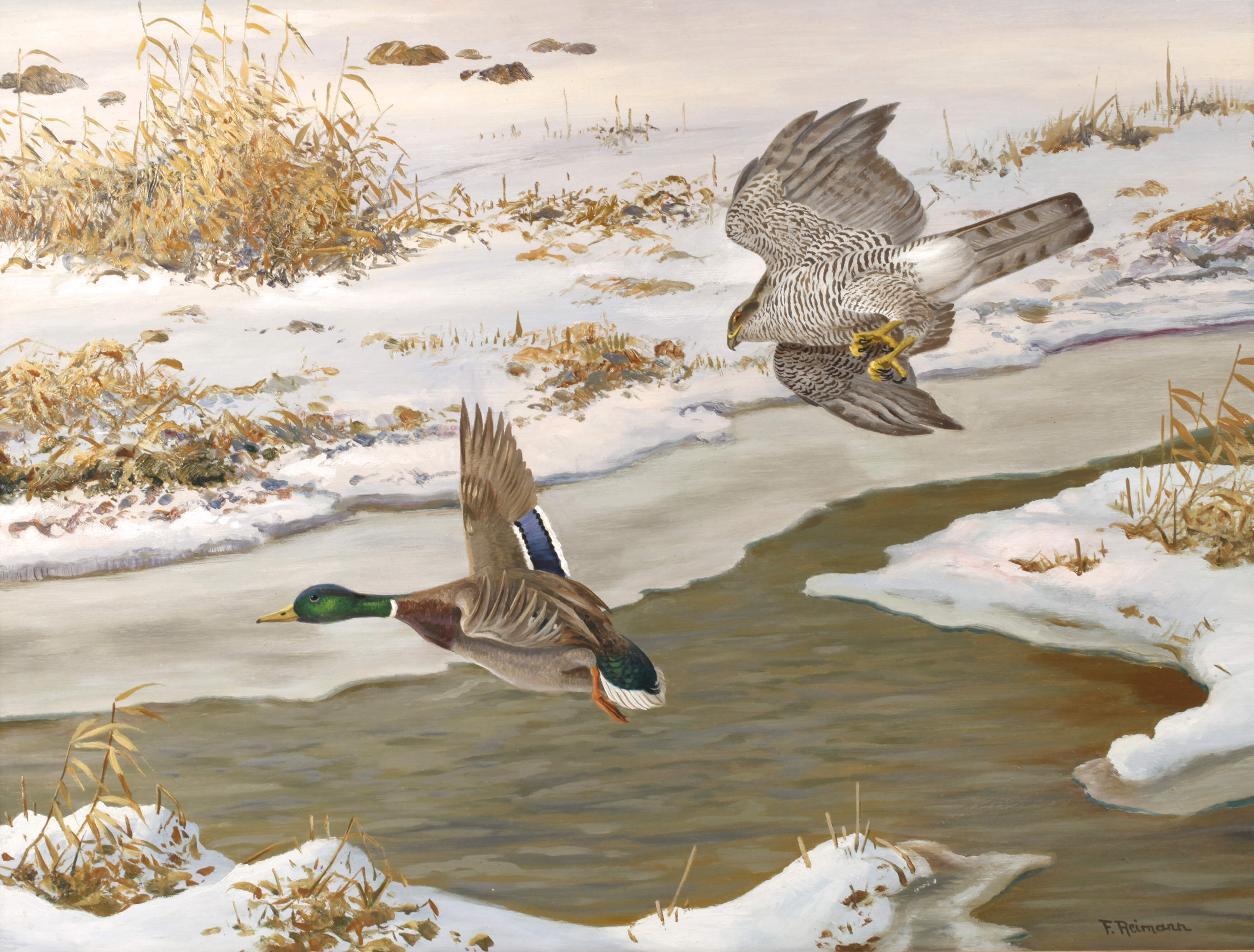 Friedrich Reimann, Habicht eine Stockente jagend