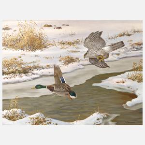 Friedrich Reimann, Habicht eine Stockente jagend