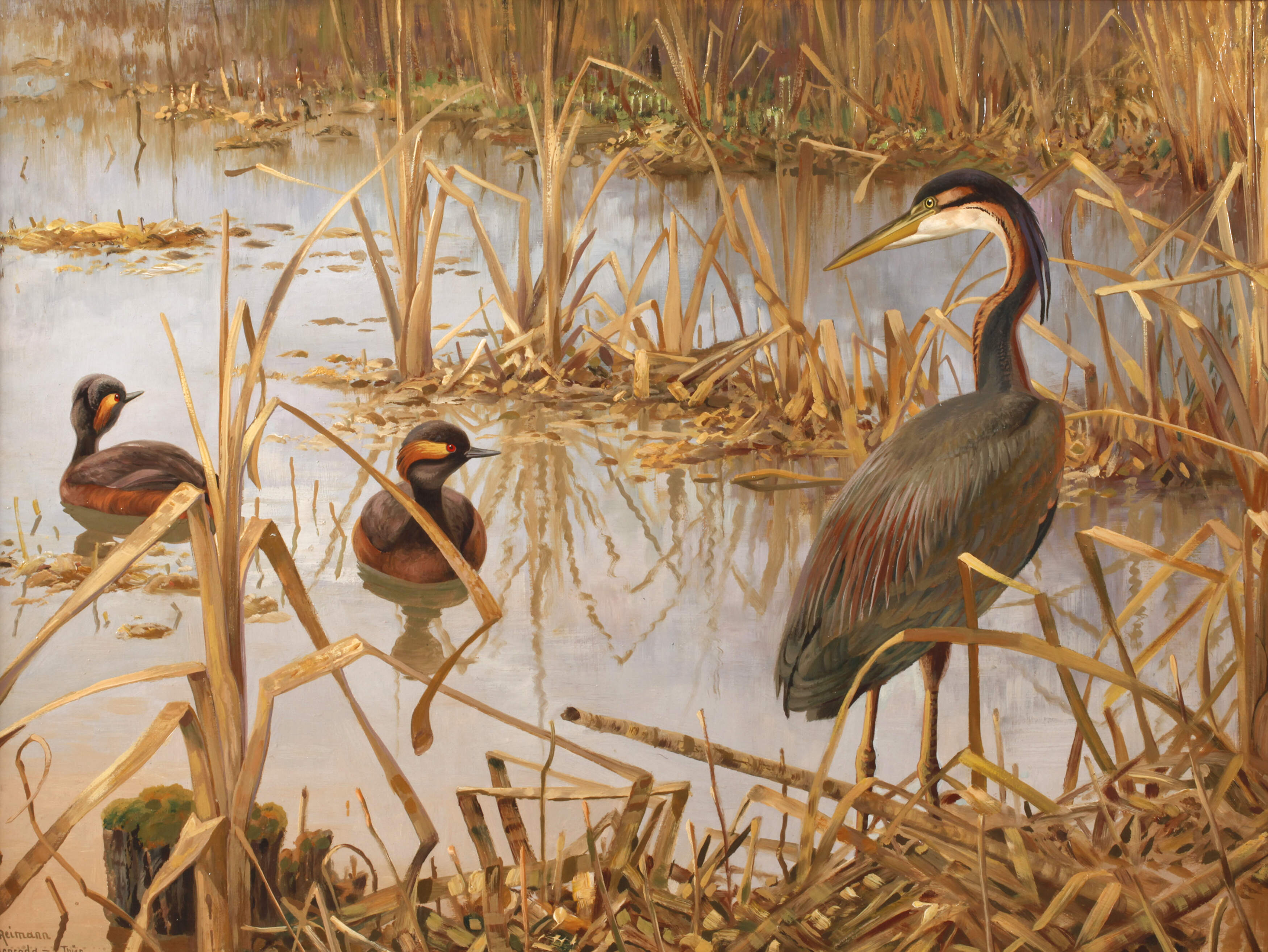 Friedrich Reimann, Wasservögel im Schilf