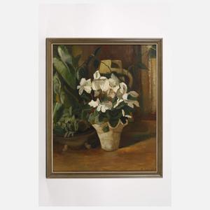 Richard Sander, Weiße Alpenveilchen