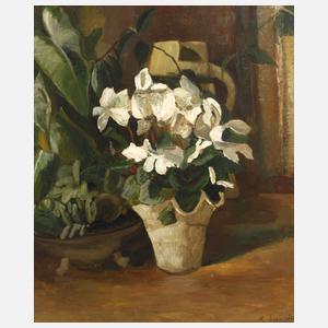 Richard Sander, Weiße Alpenveilchen