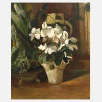 Richard Sander, Weiße Alpenveilchen111