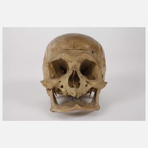 Anatomisches Modell