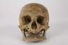 Anatomisches Modell