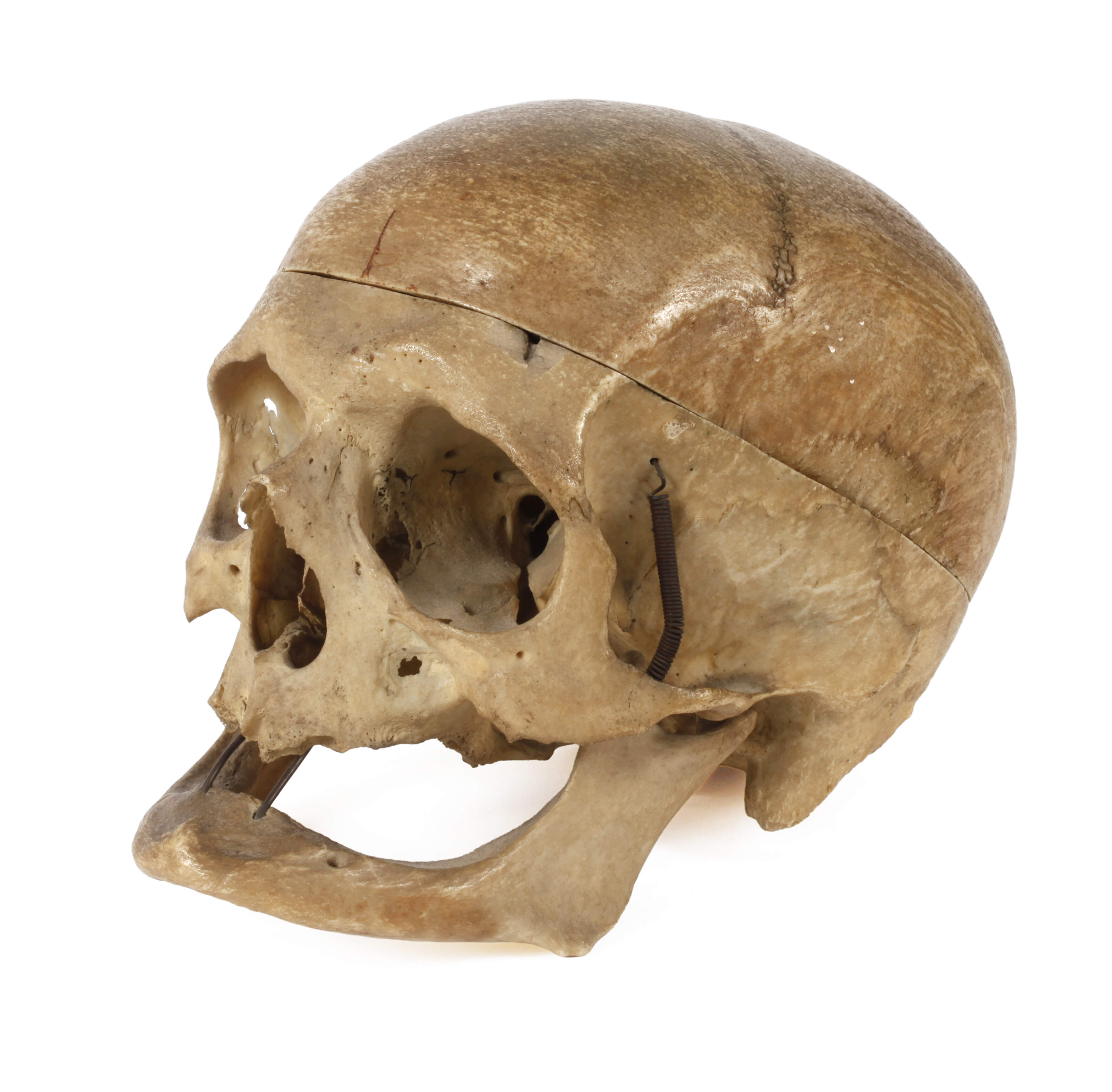 Anatomisches Modell
