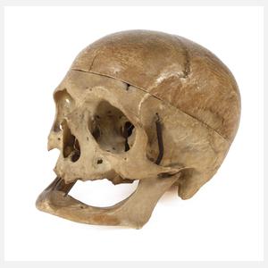 Anatomisches Modell