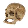 Anatomisches Modell