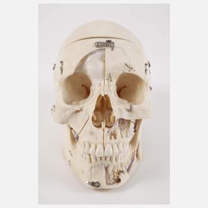Anatomisches Anschauungsmodell