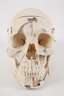 Anatomisches Anschauungsmodell