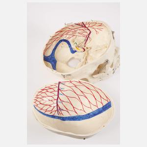 Anatomisches Anschauungsmodell