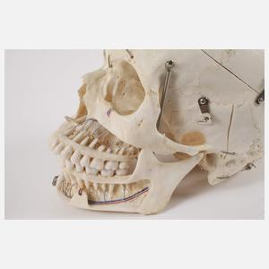 Anatomisches Anschauungsmodell