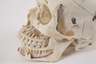 Anatomisches Anschauungsmodell