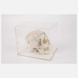 Anatomisches Anschauungsmodell