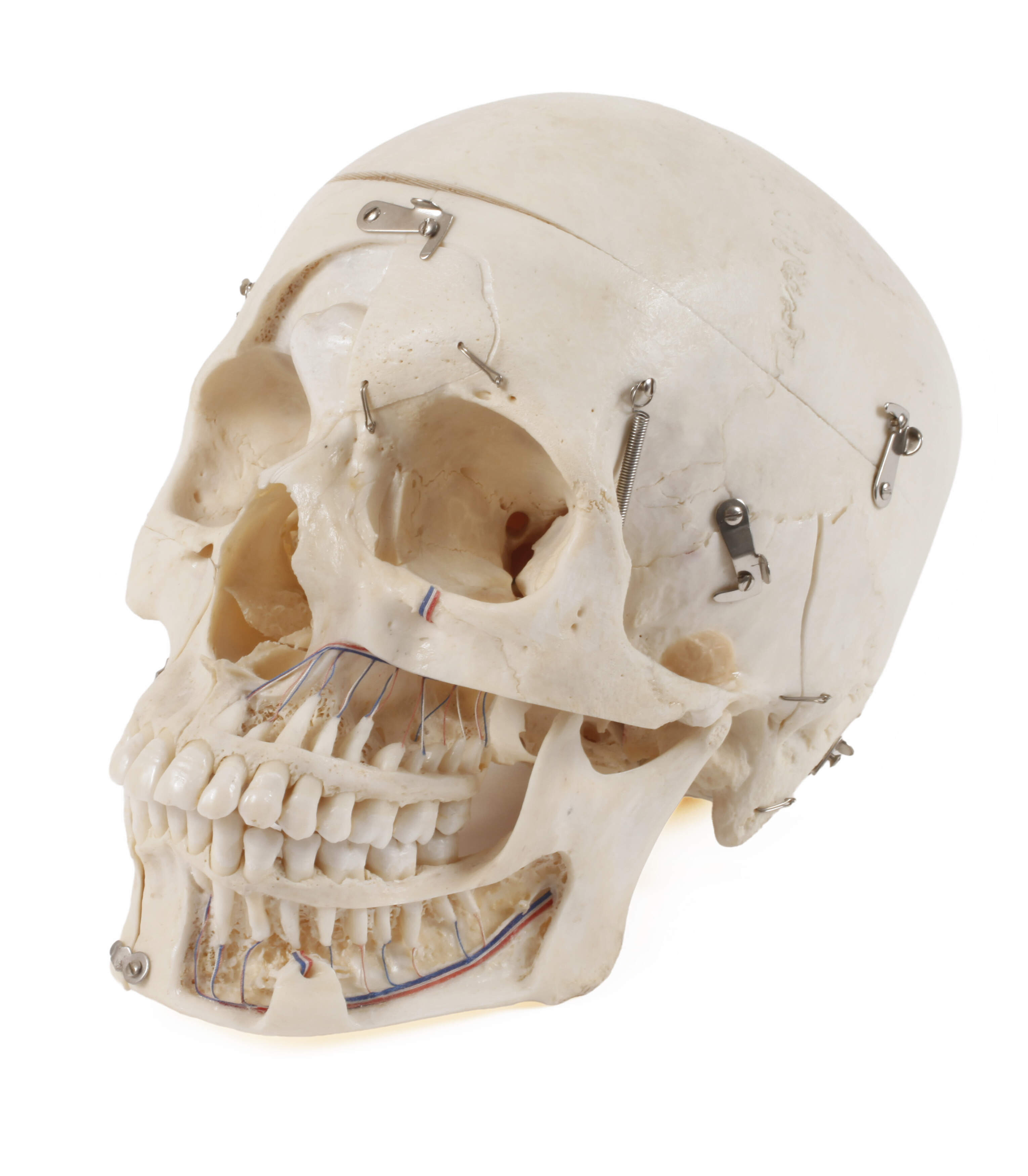 Anatomisches Anschauungsmodell