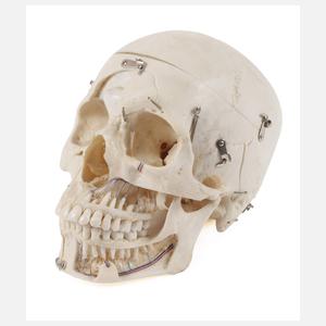 Anatomisches Anschauungsmodell
