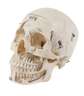 Anatomisches Anschauungsmodell