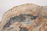 Versteinertes Holz