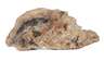 Versteinertes Holz
